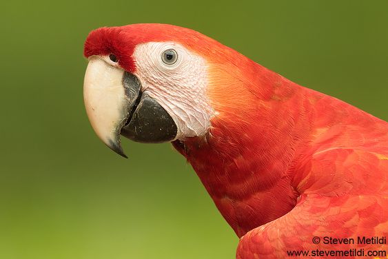 scarlet-macaw-Ara-macaw