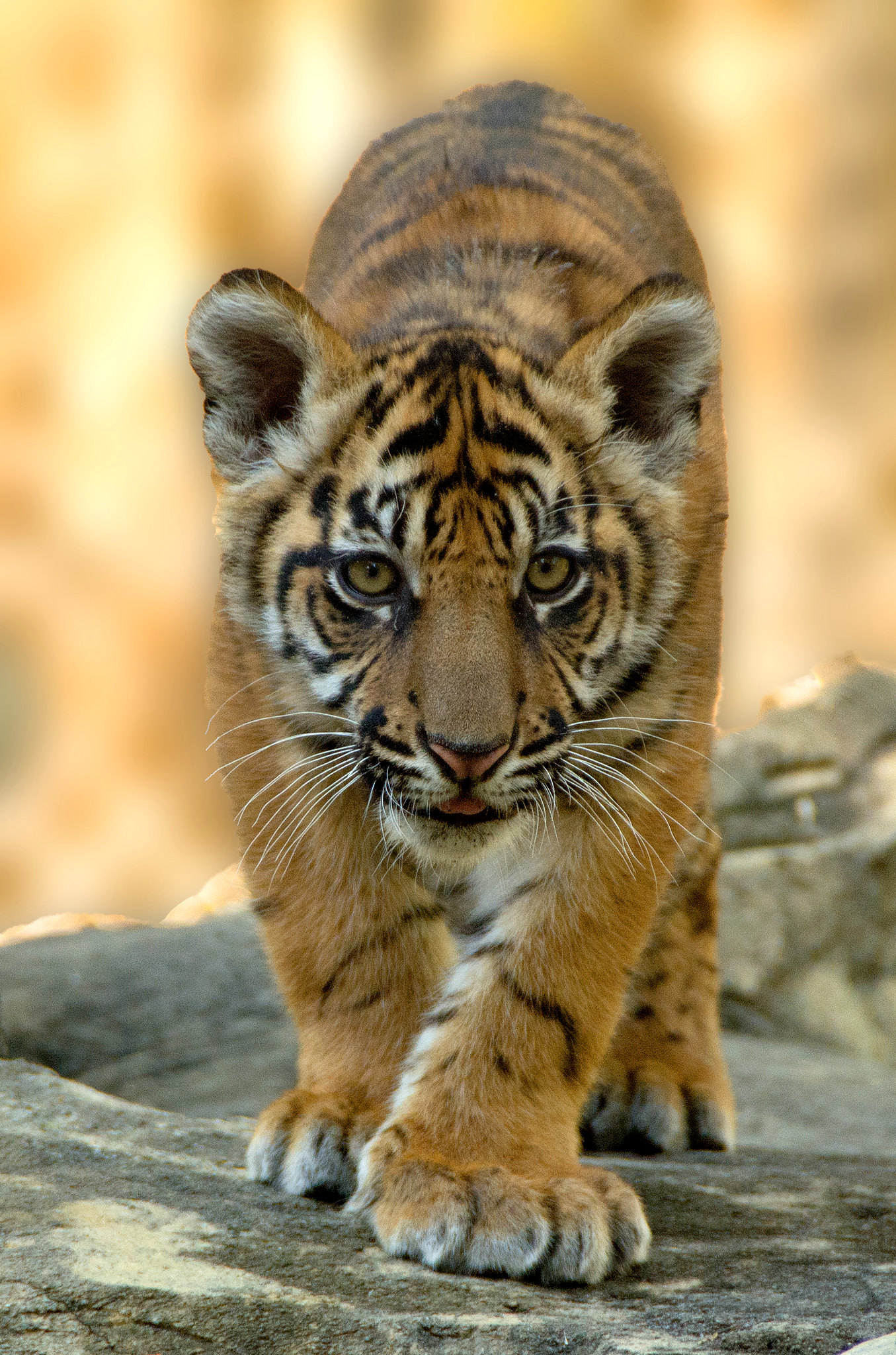 sumatran tiger cub jacksonville zoo tiger conservation program