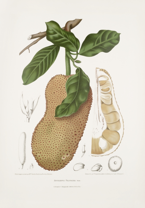 Artocarpus-polyphema-integer-botanical-illustration-vintage-antique-print