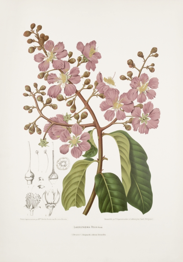 Lagerstroemia-speciosa-regia-botanical-illustration-vintage-antique-print