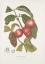 malay-rose-apple-fruit-painting