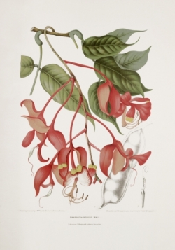 pride-of-burma-orchid-tree-painting