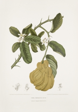 antique-old-plant-drawings