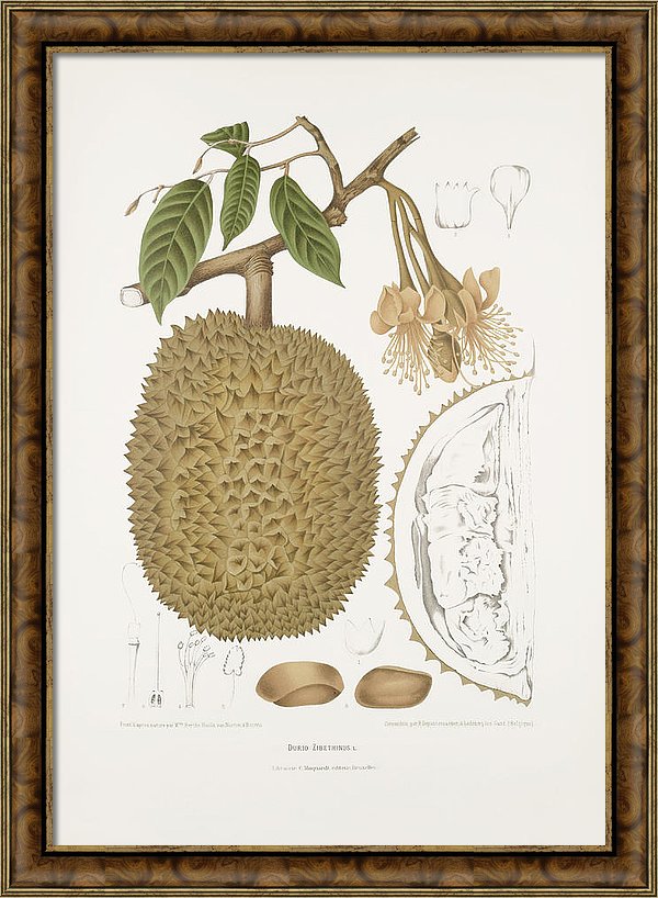vintage-botanical-illustrations-durian-madame-berthe-hoola-van-nooten