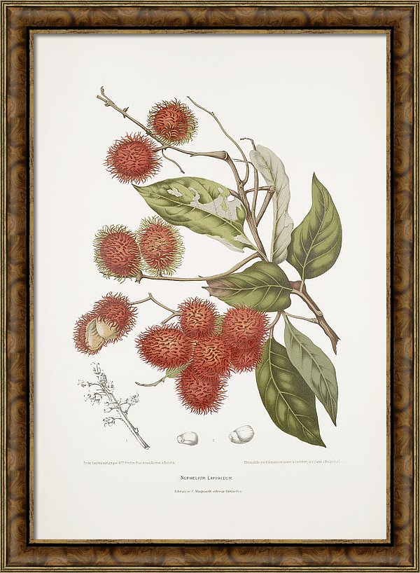 vintage-botanical-illustrations-rambutan-tree-madame-berthe-hoola-van-nooten