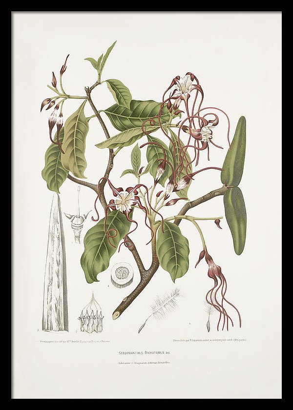vintage-botanical-illustrations-twisted-flower-madame-berthe-hoola-van-nooten
