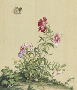 Giuseppe Castiglione Lang Shining carnations and butterflies traditional chinese bird and flower paintings